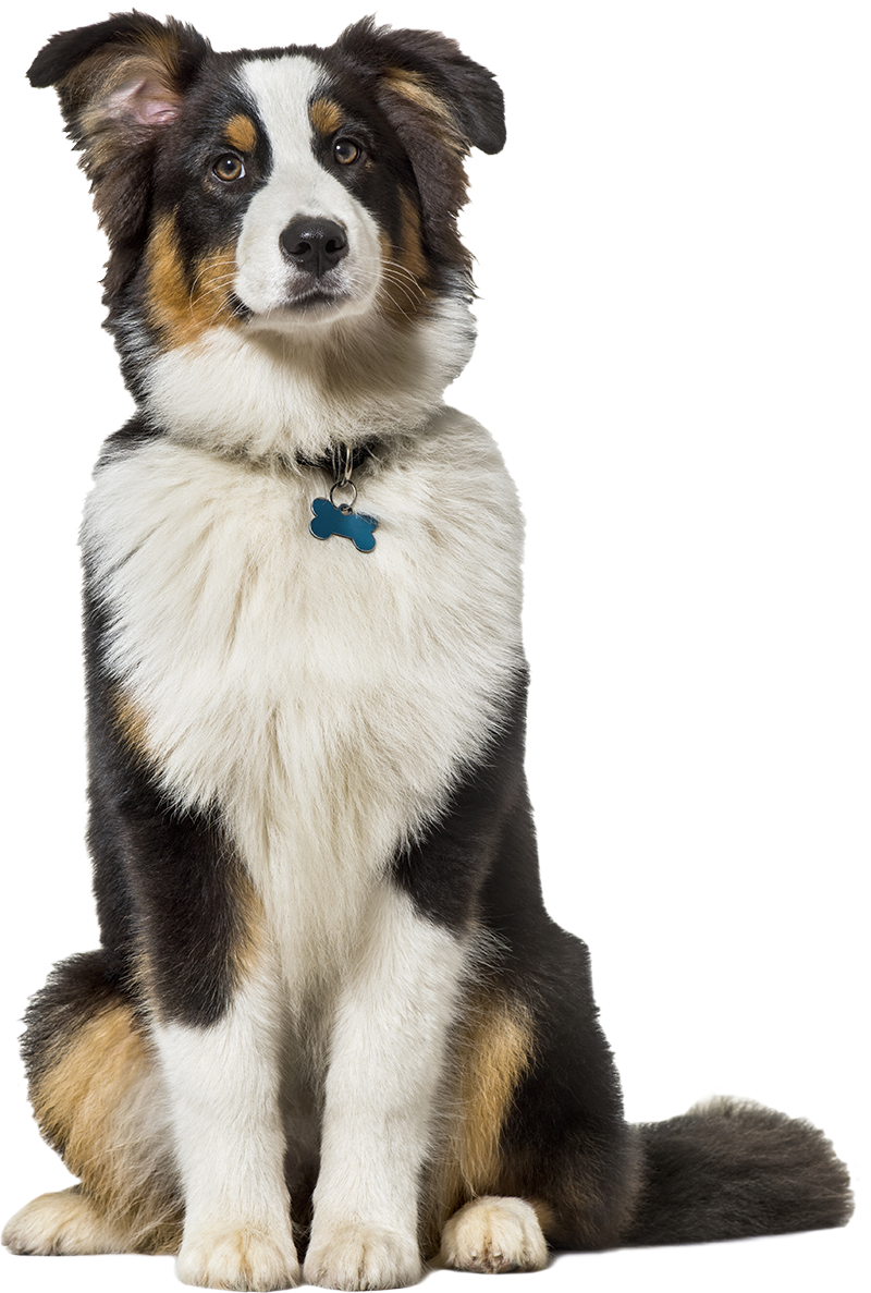 Treats-Dog