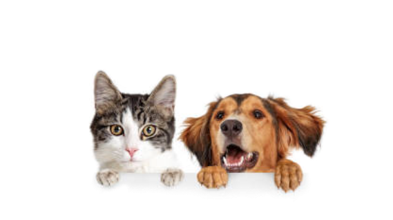 cat_dog_img